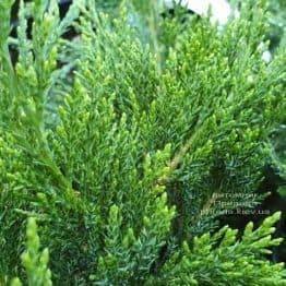 Можжевельник казацкий Рокери Джем (Juniperus sabina Rockery Gem) ФОТО Питомник растений Природа