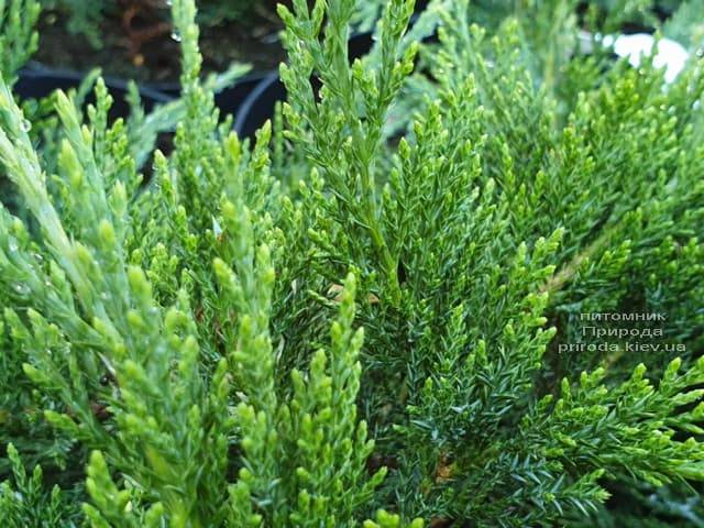 Можжевельник казацкий Рокери Джем (Juniperus sabina Rockery Gem) ФОТО Питомник растений Природа (4)