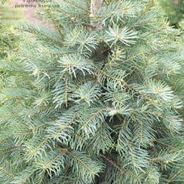 Пихта одноцветная (Abies Concolor) ФОТО Питомник растений Природа (12)