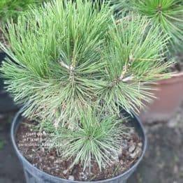 Сосна Белокорая (Боснийская) (Pinus leucodermis) ФОТО Питомник растений Природа (7)
