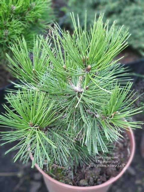 Сосна Белокорая (Боснийская) (Pinus leucodermis) ФОТО Питомник растений Природа (9)