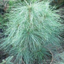 Сосна Гімалайська (Гріффіта) (Pinus wallichiana griffithii) ФОТО Розплідник рослин Природа (3)