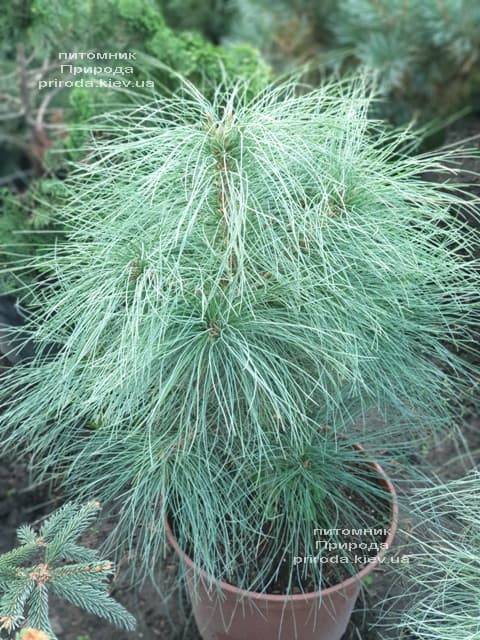 Сосна Гімалайська (Гріффіта) (Pinus wallichiana griffithii) ФОТО Розплідник рослин Природа (3)