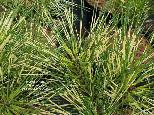 Сосна Окулус Драконіс (Pinus densiflora Oculus Draconis) ФОТО Розплідник рослин Природа (1)