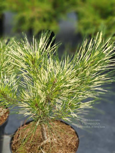 Сосна Окулус Драконіс (Pinus densiflora Oculus Draconis) ФОТО Розплідник рослин Природа (3)