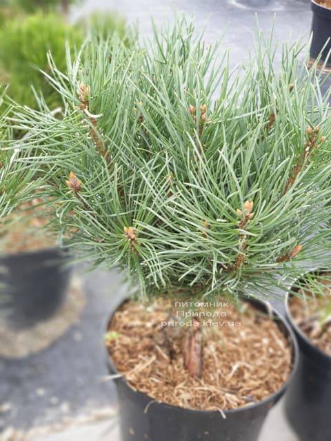 Сосна обыкновенная Ватерери (Pinus sylvestris Watereri) ФОТО Питомник растений Природа (10)