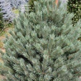 Сосна обыкновенная Ватерери (Pinus sylvestris Watereri) ФОТО Питомник растений Природа (13)