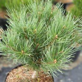 Сосна звичайна Ватерері (Pinus sylvestris Watereri) ФОТО Розплідник рослин Природа (9)