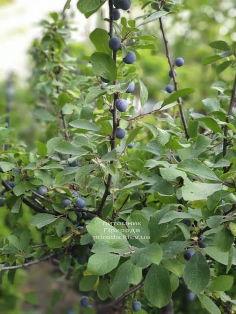 Терен на штамбі (Prunus spinosa) ФОТО Розплідник рослин Природа (3)