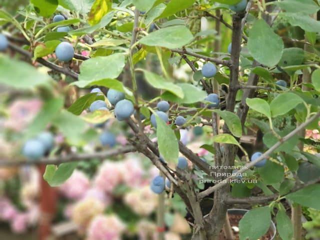 Тёрн на штамбе (Prunus spinosa) ФОТО Питомник растений Природа (4)