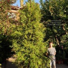 Туя складчаста гиганская (Thuja plicata) ФОТО Розплідник рослин Природа