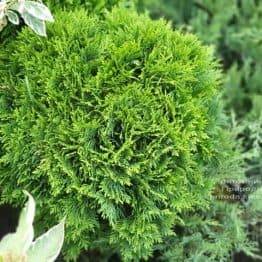 Туя західна Даніка (Thuja occidentalis Danica) ФОТО Розплідник рослин Природа (22)