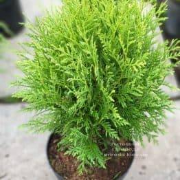 Туя західна куляста Вудвард (Thuja occidentalis Woodwardii) ФОТО Розплідник рослин Природа (1)