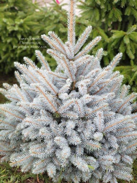 Ялина блакитна Маджестик Блю (Picea pungens Glauca Majestic Blue) ФОТО Розплідник рослин Природа