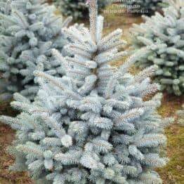 Ялина блакитна Маджестик Блю (Picea pungens Glauca Majestic Blue) ФОТО Розплідник рослин Природа (7)