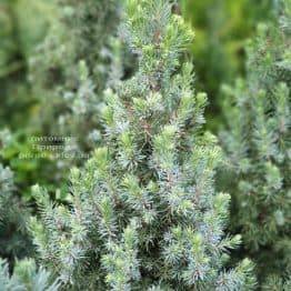 Ель канадская Сандерс Блю (Picea glauca Sanders Blue) ФОТО Питомник растений Природа (4)