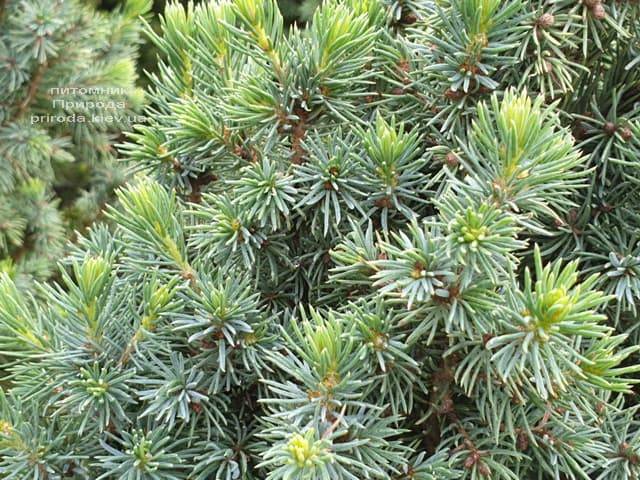 Ель канадская Сан он зе Скай (Picea glauca Sun on the Sky) ФОТО Питомник растений Природа (10)