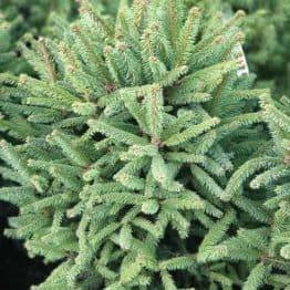 Ель обыкновенная Компакта (Picea abies Compacta) ФОТО Питомник растений Природа (4)