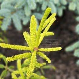 Ялина звичайна Фінедоненсіс (Picea abies Finedonensis) ФОТО Розплідник рослин Природа (4)