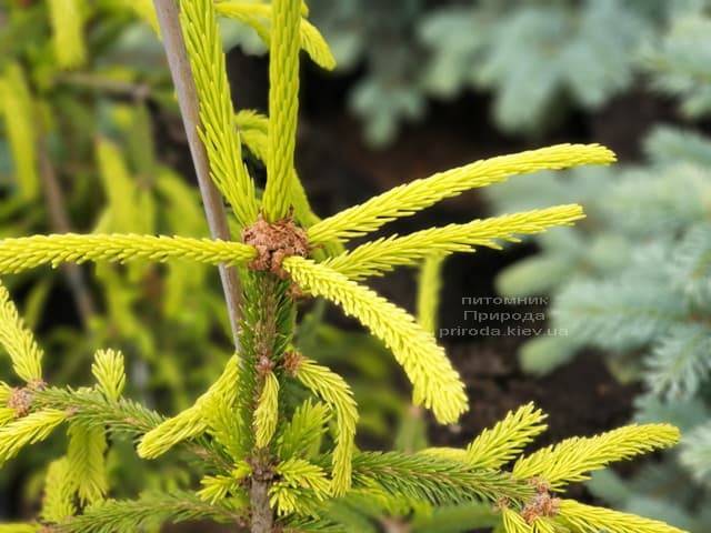 Ялина звичайна Фінедоненсіс (Picea abies Finedonensis) ФОТО Розплідник рослин Природа (5)