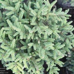 Ель обыкновенная Пумила Нигра (Picea abies Pumila Nigra) ФОТО Питомник растений Природа (3)