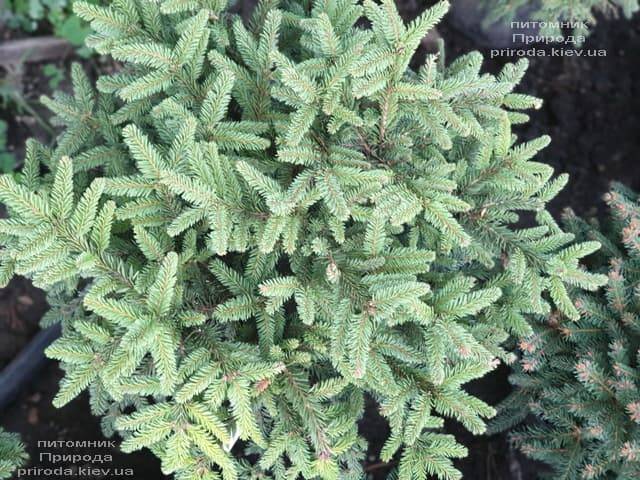 Ялина звичайна Пуміла Нигра (Picea abies Pumila Nigra) ФОТО Розплідник рослин Природа (3)