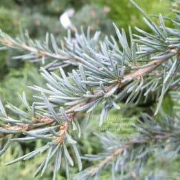 Кедр гімалайський Карл Фукс (Cedrus deodara Karl Fuchs) ФОТО Розплідник рослин Природа (2)