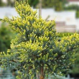 Ялівець лускатий Холгер (Juniperus squamata Holger) на штамбі ФОТО Розплідник рослин Природа (8)