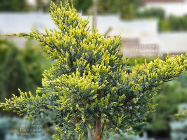 Можжевельник чешуйчатый Холгер (Juniperus squamata Holger) на штамбе ФОТО Питомник растений Природа (8)