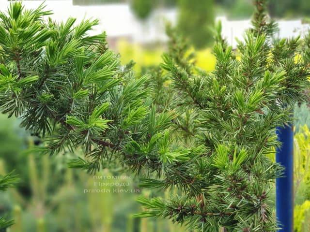 Можжевельник прибрежный Шлягер (Juniperus conferta Schlager) на штамбе ФОТО Питомник растений Природа (2)