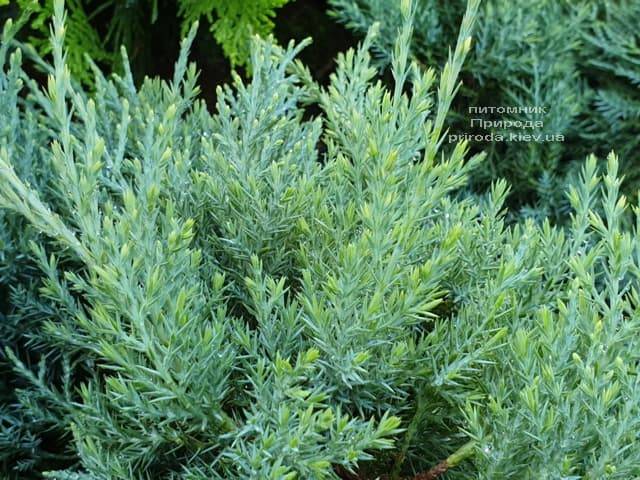Ялівець середній Пфітцеріана Глаука (Juniperus media Pfitzeriana Glauca) ФОТО Розплідник рослин Природа (11)