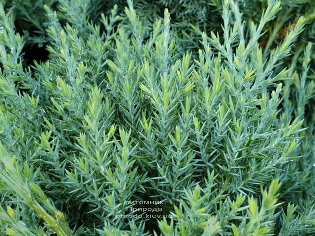 Можжевельник средний Пфитцериана Глаука (Juniperus media Pfitzeriana Glauca) ФОТО Питомник растений Природа (7)