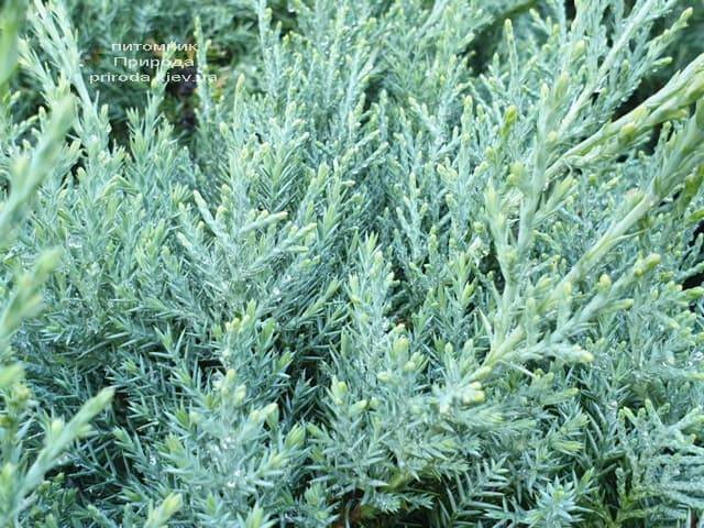 Можжевельник средний Пфитцериана Глаука (Juniperus media Pfitzeriana Glauca) ФОТО Питомник растений Природа (8)