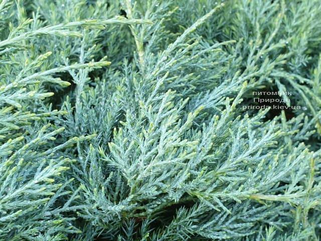 Можжевельник средний Пфитцериана Глаука (Juniperus media Pfitzeriana Glauca) ФОТО Питомник растений Природа (9)