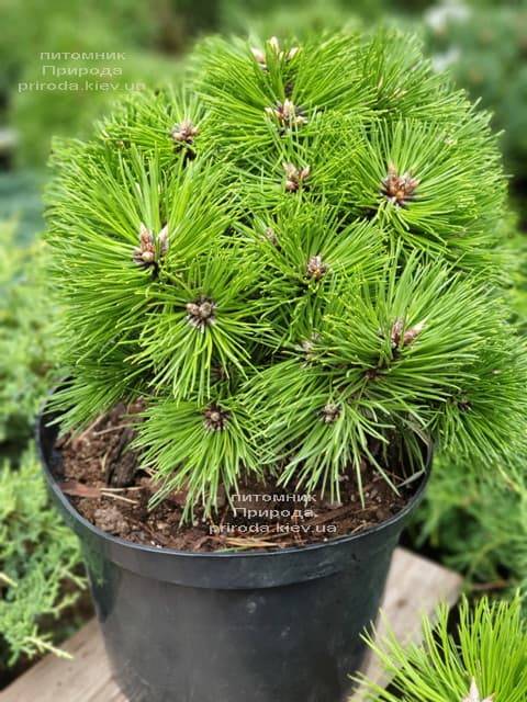 Сосна чёрная Агнес Брегеон (Pinus nigra Agnes Bregeon) ФОТО Питомник растений Природа (1)