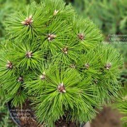 Сосна чёрная Агнес Брегеон (Pinus nigra Agnes Bregeon) ФОТО Питомник растений Природа (2)