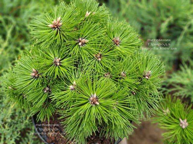 Сосна чёрная Агнес Брегеон (Pinus nigra Agnes Bregeon) ФОТО Питомник растений Природа (2)