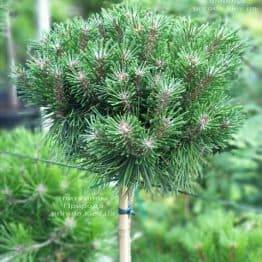 Сосна горная Бенжамин (Pinus mugo Benjamin) ФОТО Питомник растений Природа (2)