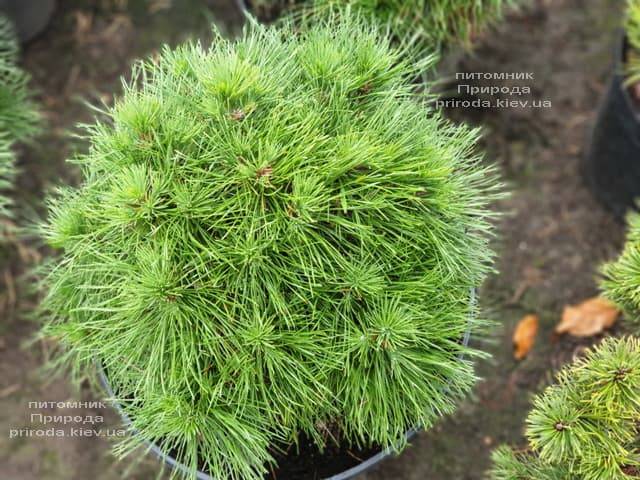 Сосна горная Варелла (Pinus mugo Varella) ФОТО Питомник растений Природа (2)