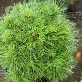 Сосна горная Варелла (Pinus mugo Varella) ФОТО Питомник растений Природа (3)