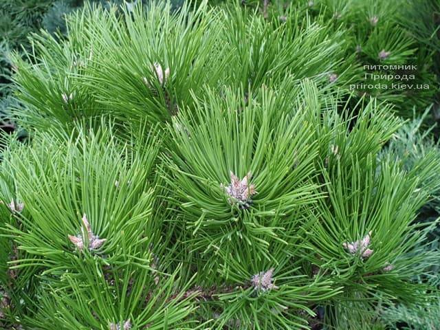 Сосна густоцветковая Лоу Глоу (Pinus densiflora Low Glow) ФОТО Питомник растений Природа (4)