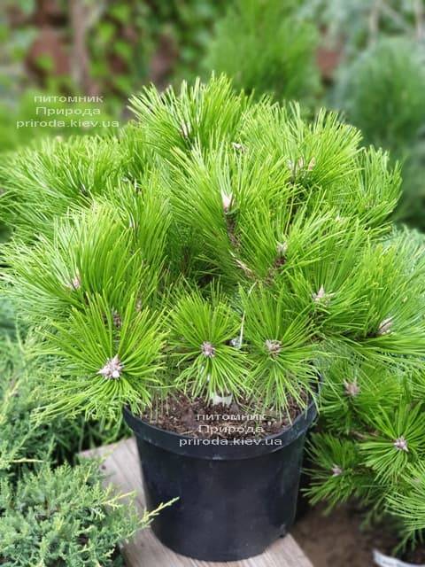 Сосна густоцветковая Лоу Глоу (Pinus densiflora Low Glow) ФОТО Питомник растений Природа (6)