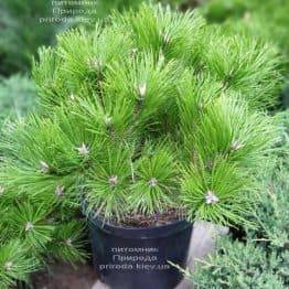 Сосна густоцветковая Лоу Глоу (Pinus densiflora Low Glow) ФОТО Питомник растений Природа (7)