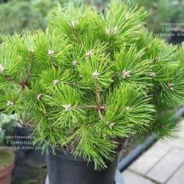 Сосна густоцветковий Вайбрант (Pinus densiflora Vibrant) ФОТО Розплідник рослин Природа (4)