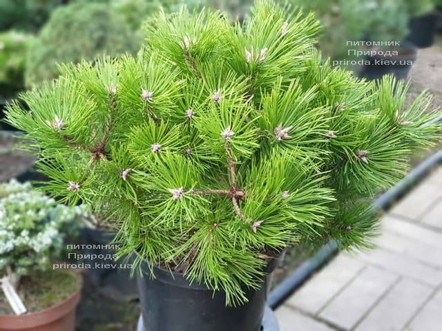 Сосна густоцветковая Вайбрант (Pinus densiflora Vibrant) ФОТО Питомник растений Природа (4)