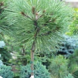 Сосна Жеффрея Йоппі (Pinus jeffreyi Joppi) ФОТО Розплідник рослин Природа (4)