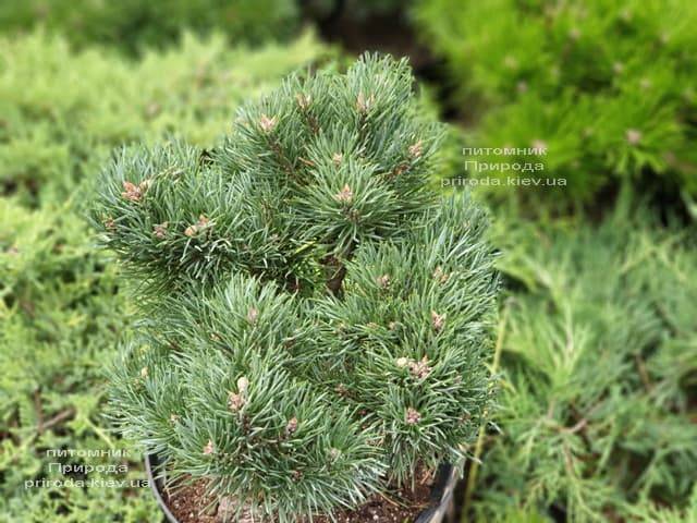 Сосна обыкновенная Френшам (Pinus sylvestris Frensham) ФОТО Питомник растений Природа (1)
