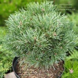 Сосна обыкновенная Френшам (Pinus sylvestris Frensham) ФОТО Питомник растений Природа (4)