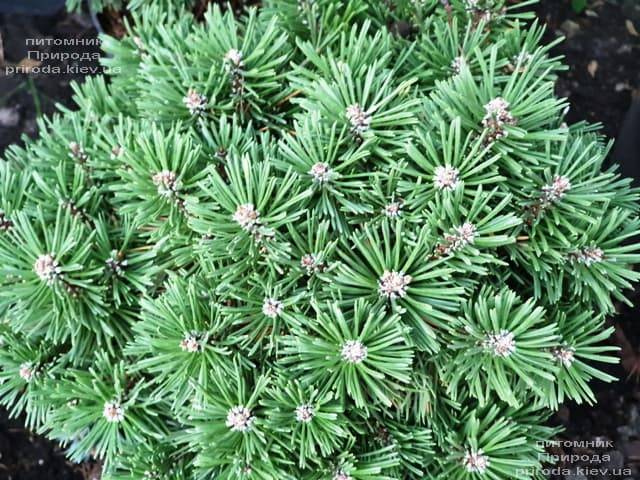 Сосна крючковатая Титус (Pinus uncinata Titus) ФОТО Питомник растений Природа (3)