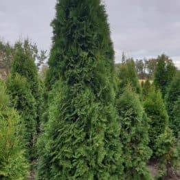 Туя західна колоновидна Колумна (Thuja occidentalis Columna) ФОТО Розплідник рослин Природа (8)